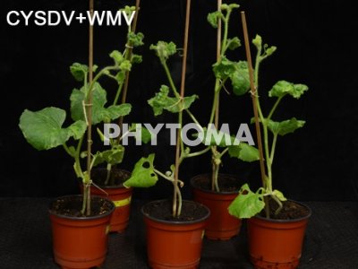 Watermelon mosaic virus (WMV) y CYSDV
